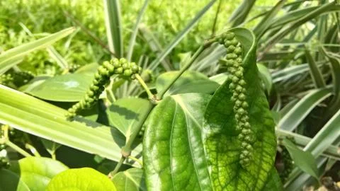 Black pepper Stock Photos