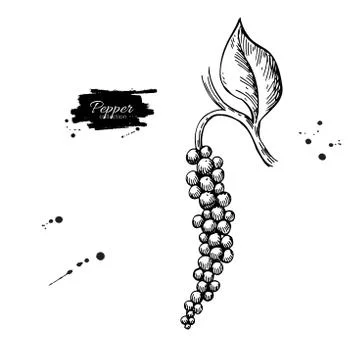 Black pepper plant branch vector drawing. Botanical illustration Stock Illustration