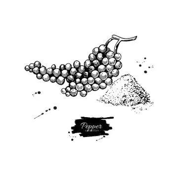 Black pepper plant branch vector drawing with powder. Vintage hand drawn spice Stock Illustration
