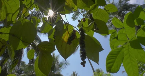 Black Pepper Spikes Hang Beneath Backlit Tropical Leaves Видео 345095270
