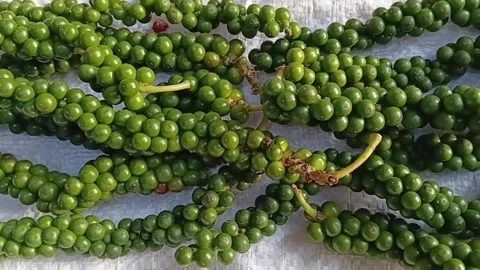 Black Pepper Sun Drying Panning Camera Shot Stock Footage 339251048