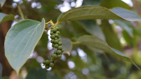 Black pepper sways in the wind Video stock 71146792