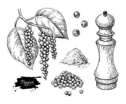Black pepper vector drawing set. Peppercorn heap, mill, dryed seed, plant Illustrazione stock
