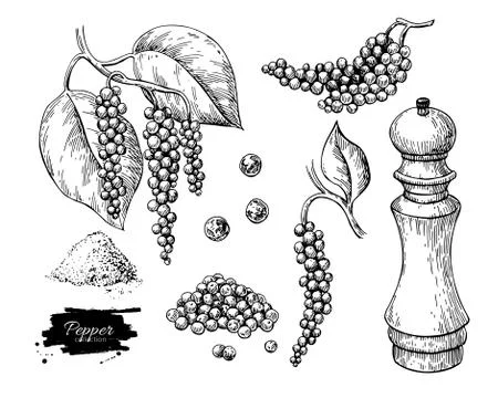 Black pepper vector drawing set. Peppercorn heap, mill, dryed seed, plant Stock Illustration