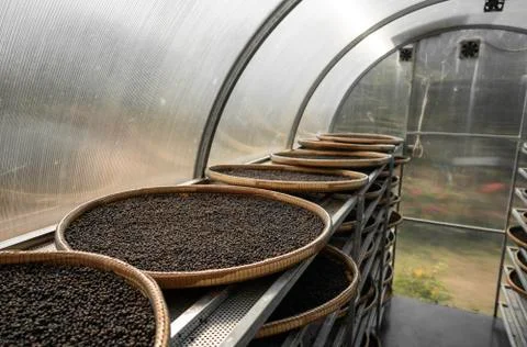 Black peppercorns drying in drying room or box on plates of reed on black pepper Stock Photos