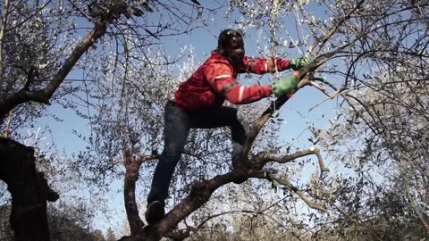 Black person working acrobatic on an olive tree sawing and pruning 스톡 동영상 158328433