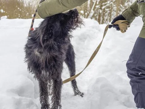 Black pet dog Stock Photos