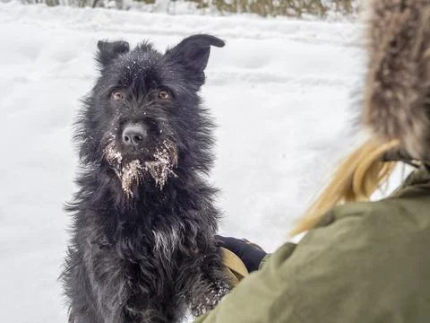 Black pet dog Stock Photos