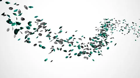 Black Petals Flow in the wind Isolated on white background 4K Vidéo 240698079