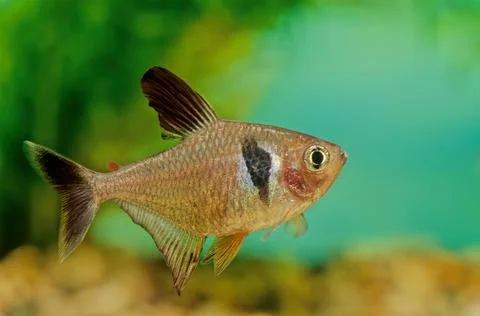 Black phantom tetra Stock Photos