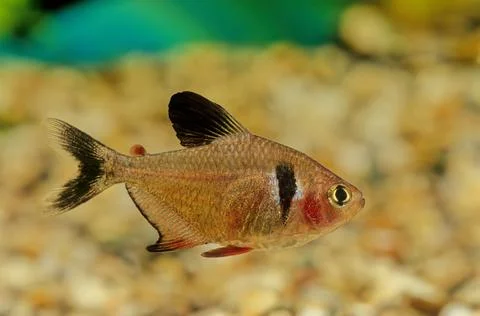 Black phantom tetra Stock Photos