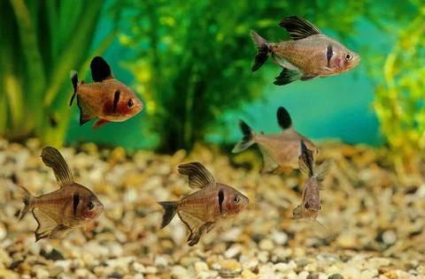 Black phantom tetra Stock Photos