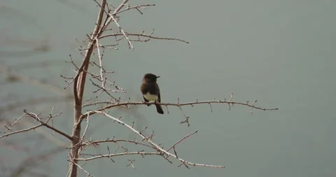 Black Phoebe on a bare tree in winter in slow motion Stock Footage 303434666
