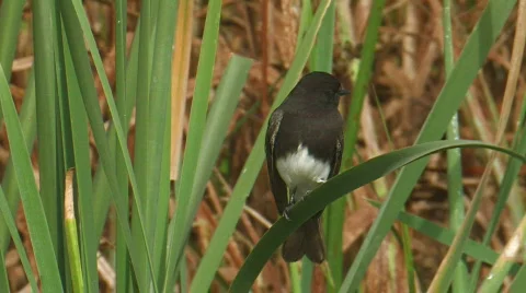 Black Phoebe Stock Footage 282202