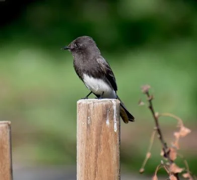 A black phoebe perched on a post Stock Photos