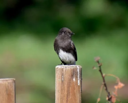 A black phoebe perched on a post Stock Photos
