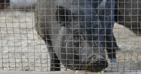 Black pig in a cage on a ranch or farm Stock Footage 123783736