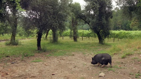 Black pig eating an apple. Stock Footage 63376168