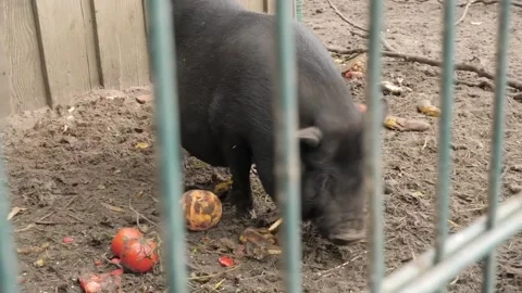 Black pig eats rotten apples grid Video stock 231478642