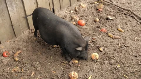 Black pig eats rotten apples Video stock 231478644