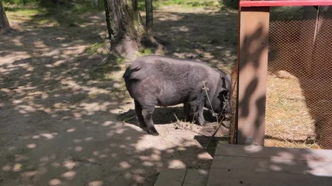 Black Pig on the farm Stock Footage 155448802