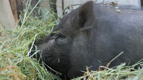 Black Pig on the farm Stock Footage 155448855