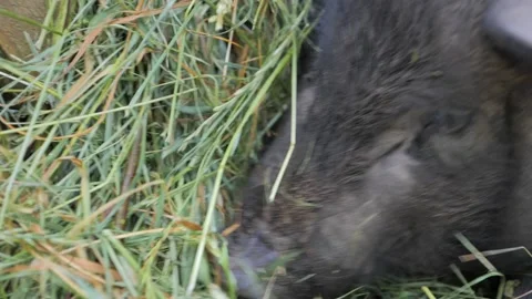 Black Pig on the farm Stock Footage 155448891