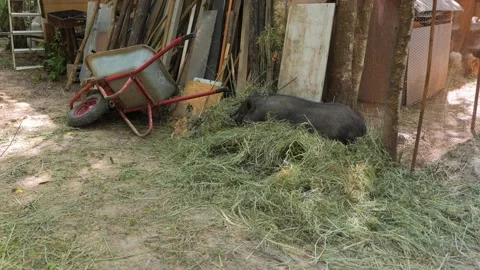 Black Pig on the farm Stock Footage 155448898