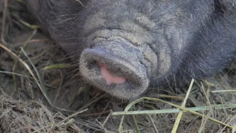 Black Pig on the farm Stock Footage 155448906