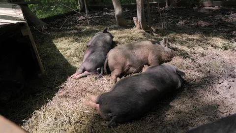 Black Pig on the farm Stock Footage 155448916
