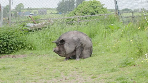 A black pig on a farm Stock Footage 242799829