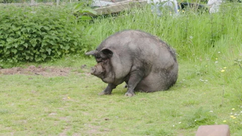 A black pig on a farm in the grass Stock Footage 242799996