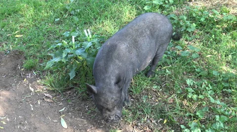 Black Pig Video stock 54835821