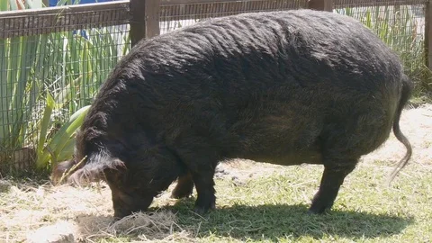 Black Pig Stock Footage 75486881