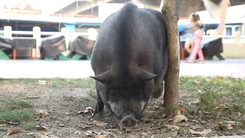 Black pig on ground Video stock 75662807
