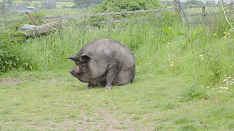 A black pig lies down on the grass Stock Footage 242799627