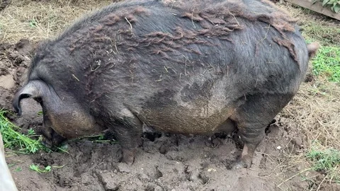A black pig is lying down in a dirt pen, resting comfortably. Stock Footage 302964429