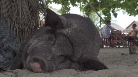 Black Pig lying down in the sand Video stock 143342426
