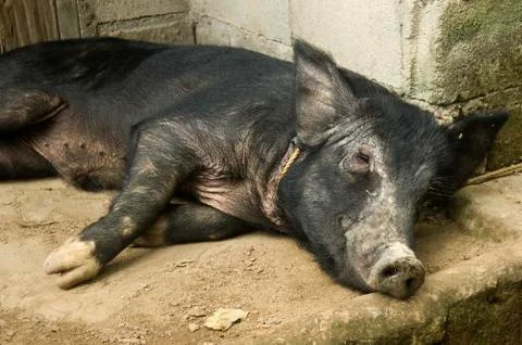 Black pig resting Stock Photos