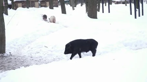 Black pig running on the snow Stock Footage