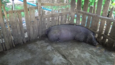 Black pig sleep. Stock Footage 93514932