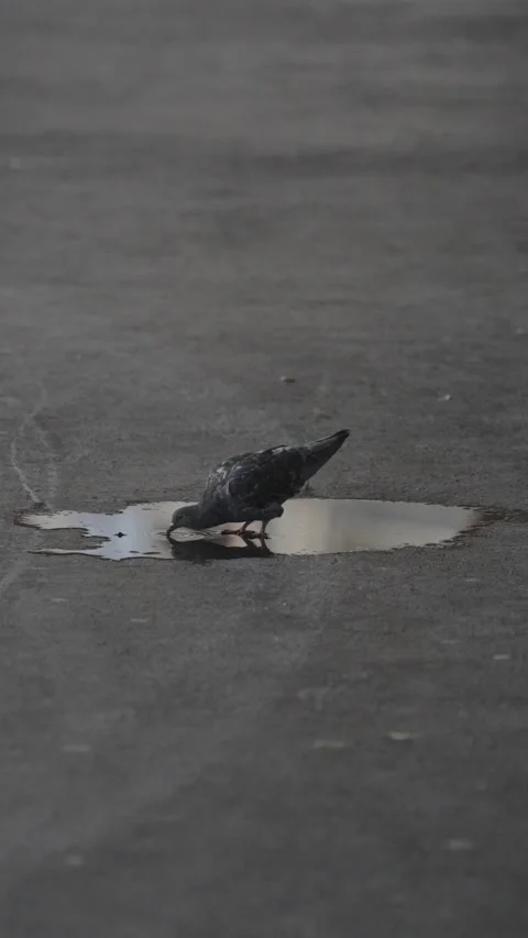 Black pigeon drinking water from a small puddle on the dark asphalt after the Stock Footage 331001679
