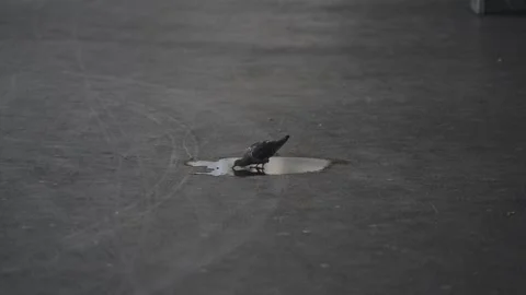 Black pigeon drinking water from a small puddle on the dark asphalt after the Vídeo Stock 331002808