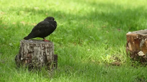 Black pigeon Stock Footage 20441631