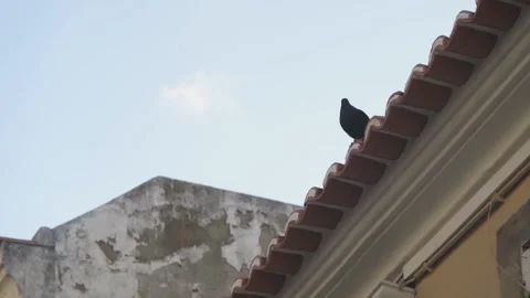 Black Pigeon Looks Down To The City While Standing on Top of a Roof Video stock 213977366