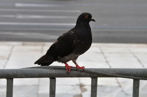 Black pigeon Foto stock