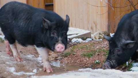 Black piglet close-up Stock Footage 168884038