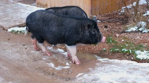 Black piglet close-up Stock Footage 168884145