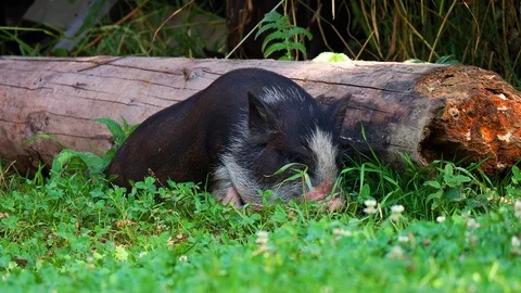 Black piglet grazing in grass Stock Footage 117601734
