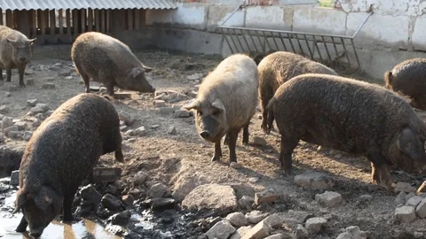 Black pigs in a barn on a farm. Stock Footage 128797356